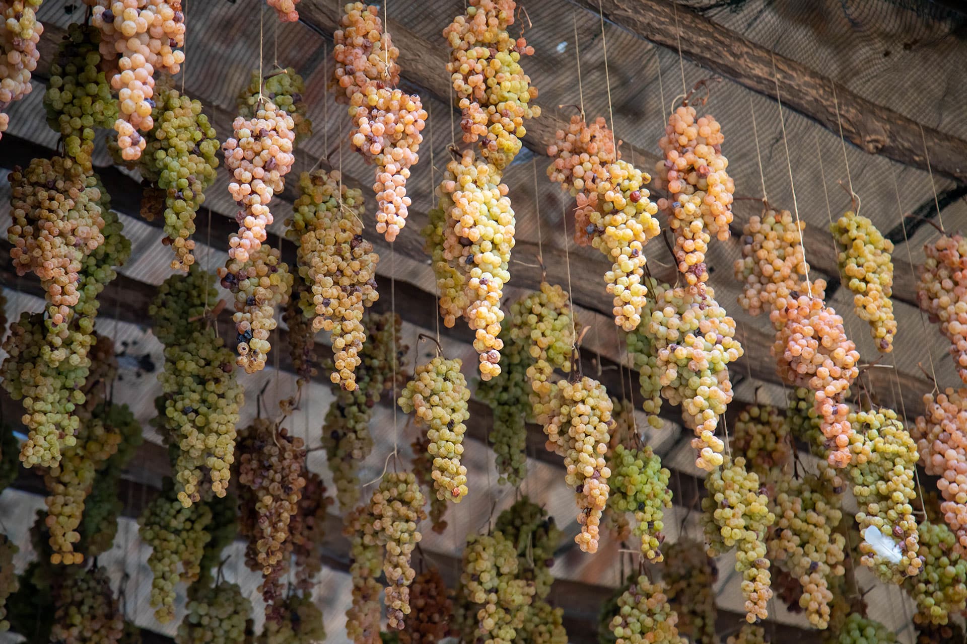 vin santo